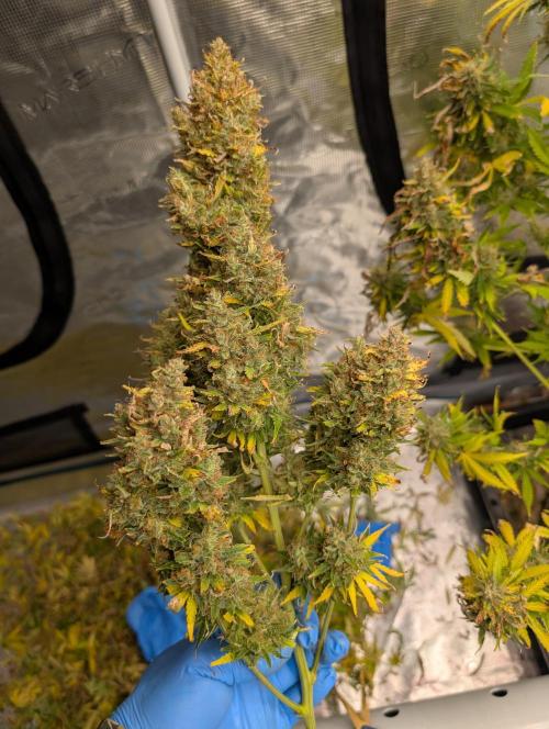 Caring for Angry Bears. Week 12