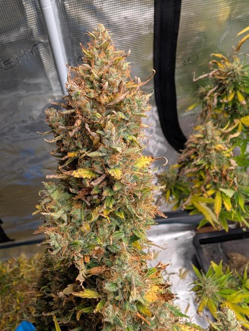 Caring for Angry Bears. Week 12