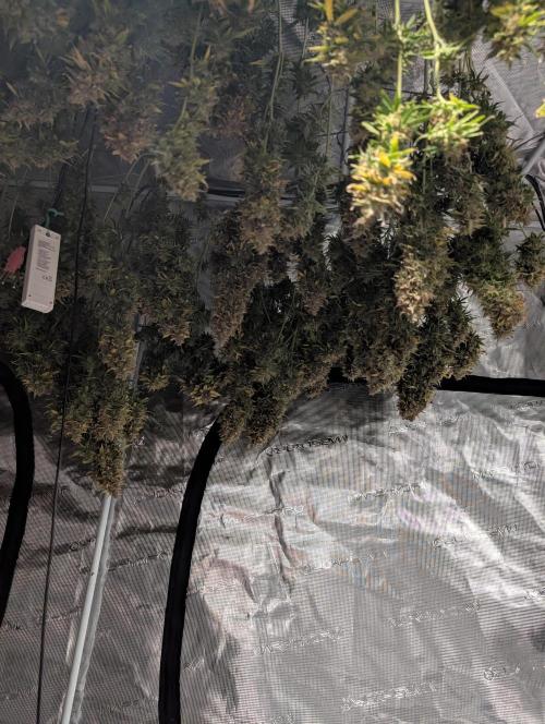 Caring for Angry Bears. Week 12