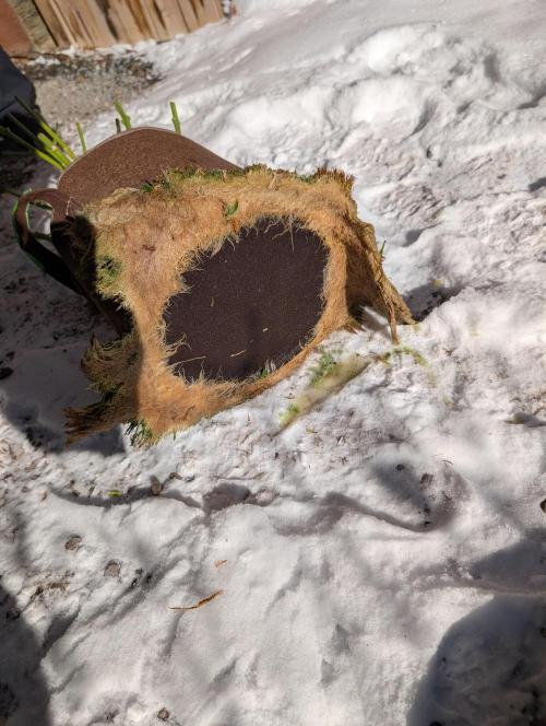 Caring for Angry Bears. Week 12