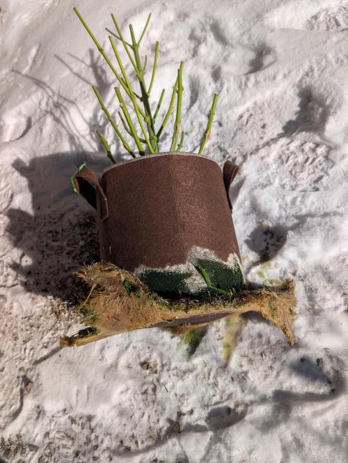 Caring for Angry Bears. Week 12