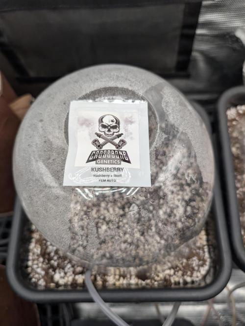 Kushberry Round 2. Week 0 - Planted 1/13/26