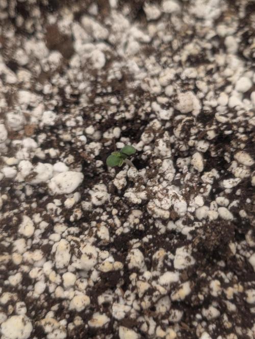 Kushberry Round 2. Week 0 - Pushed through evening 1/16/26