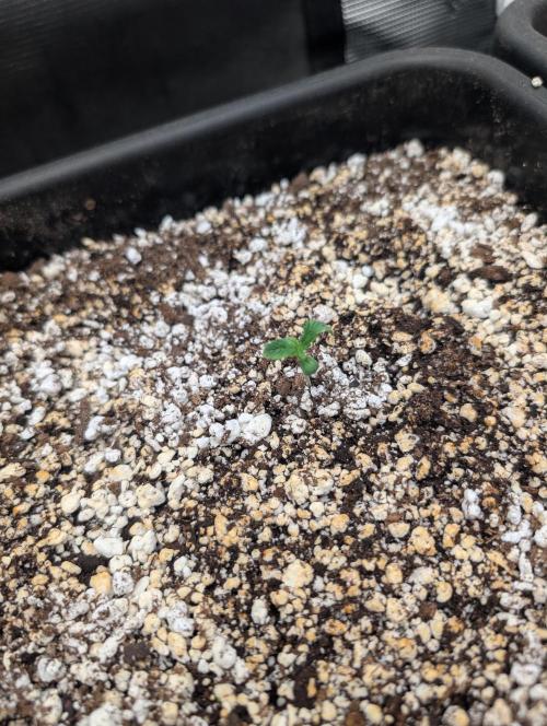Kushberry Round 2. Week 0 - Day 4 above ground