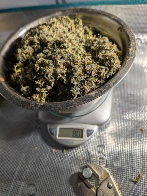 Slimer Round 3. Week 11