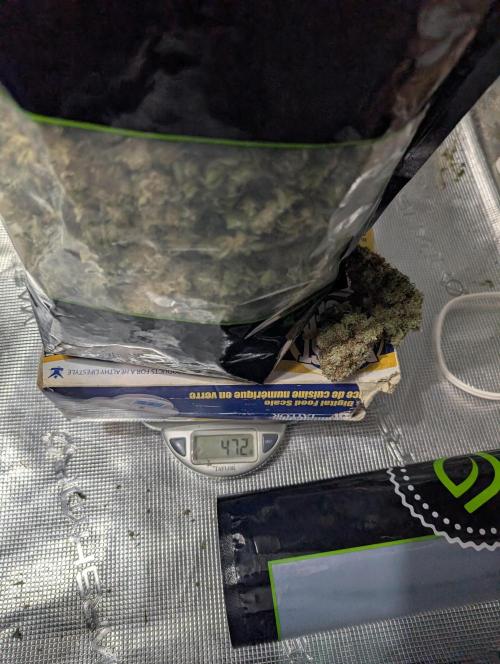 Dreaming in Colour. Week 11