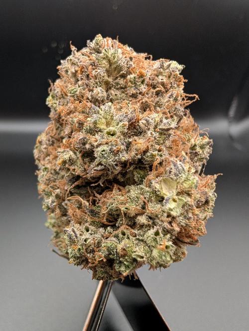 Dreaming in Colour. Week 11