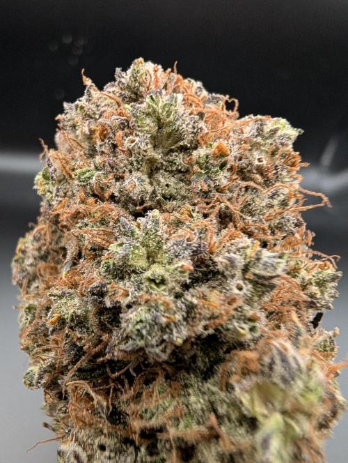 Dreaming in Colour. Week 11