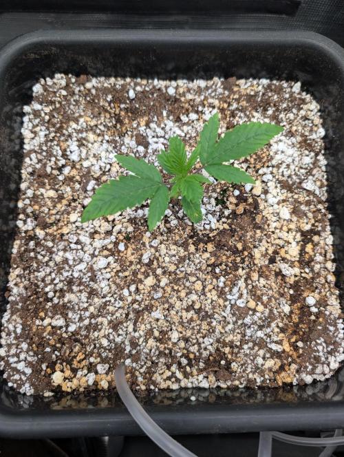 Kushberry Round 2. Week 1