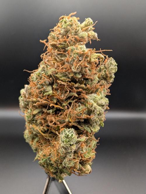 Caring for Angry Bears. Week 12