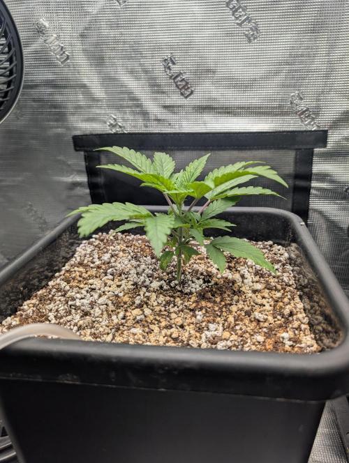 Kushberry Round 2. Week 2