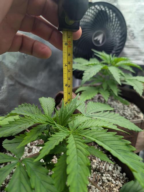 Luke's Going Down. Week 2
