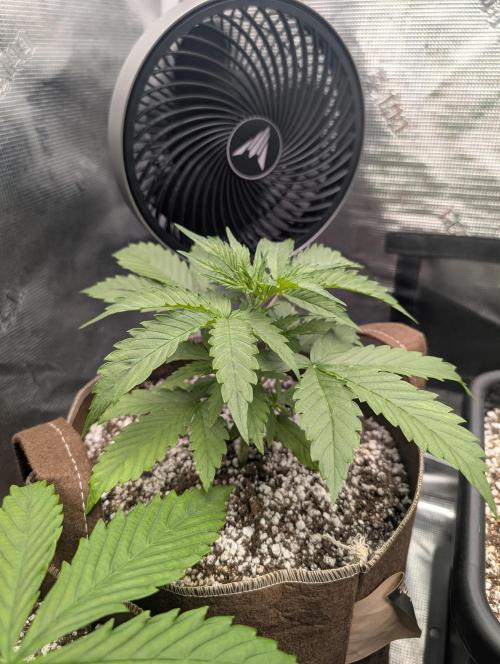 Luke's Going Down. Week 2