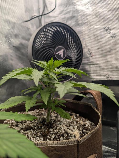 Luke's Going Down. Week 2