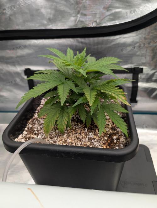 Kushberry Round 2. Week 3