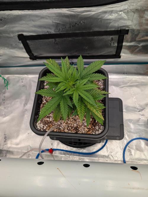 Kushberry Round 2. Week 3