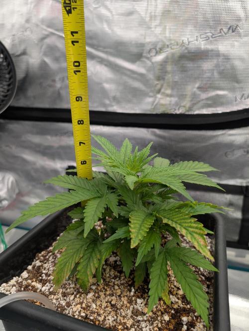 Kushberry Round 2. Week 3