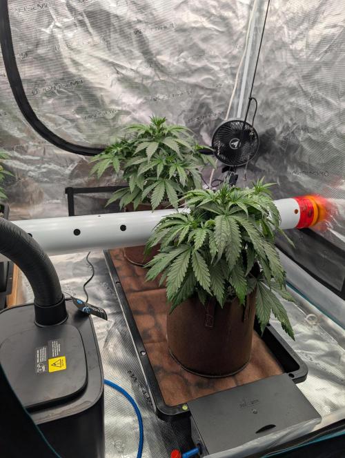 Luke's Going Down. Week 3