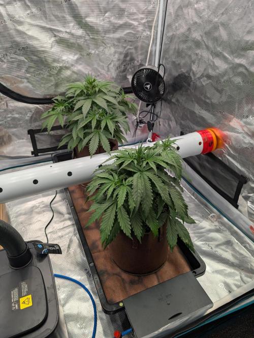 Luke's Going Down. Week 3