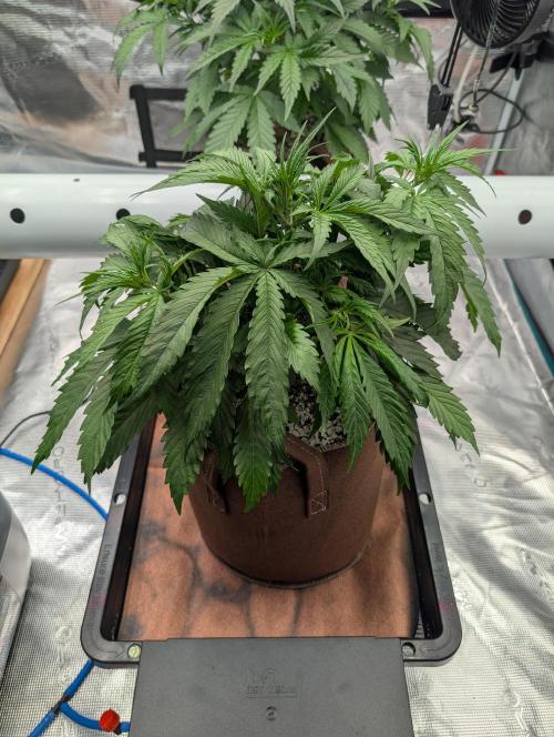 Luke's Going Down. Week 3