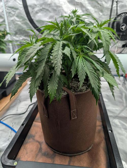 Luke's Going Down. Week 3