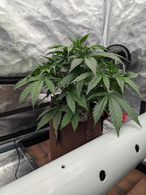 Luke's Going Down. Week 3