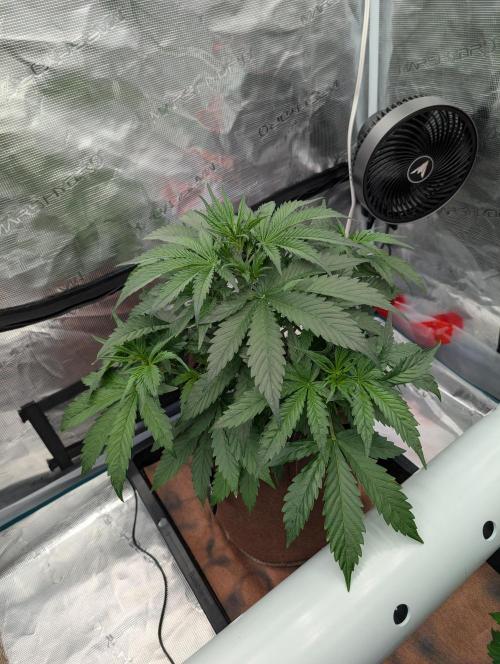 Luke's Going Down. Week 3