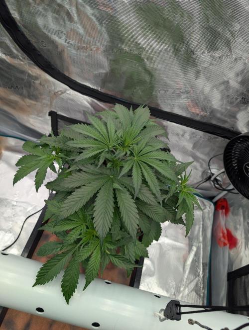 Luke's Going Down. Week 3