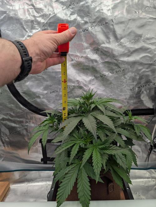 Luke's Going Down. Week 3