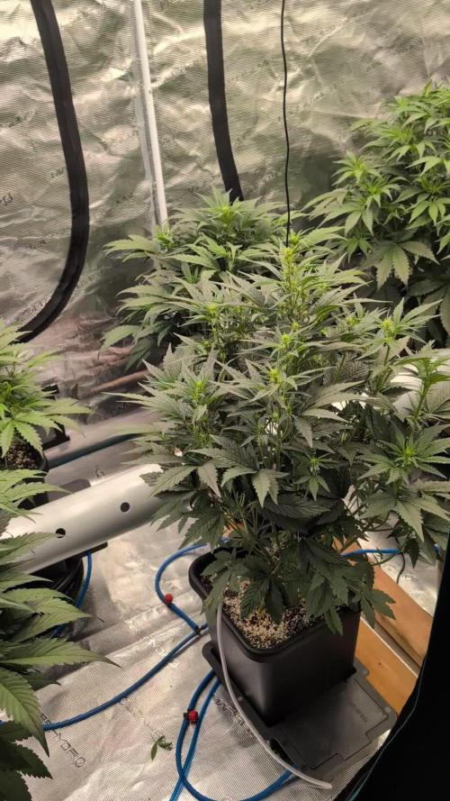 Tasty Blues