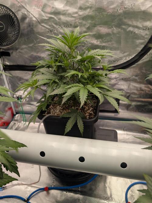 Kushberry Round 2. Week 4