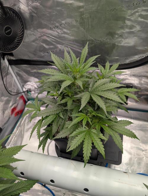 Kushberry Round 2. Week 4
