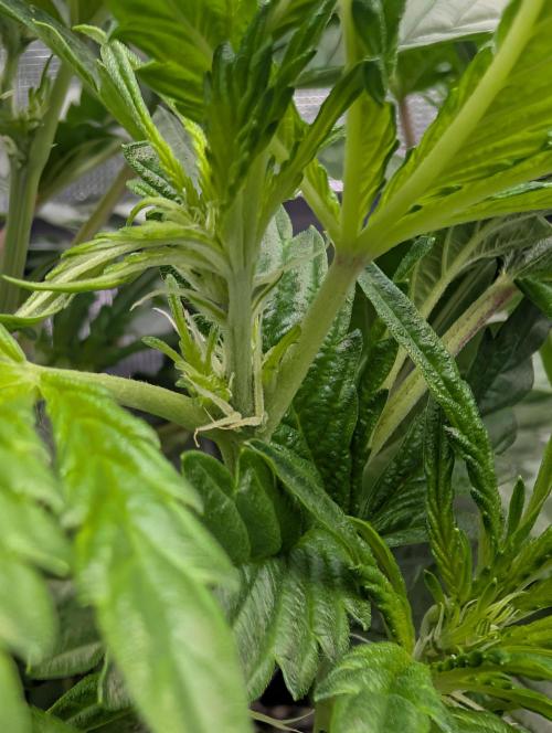 Kushberry Round 2. Week 4