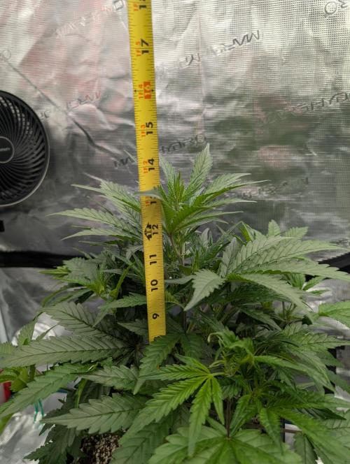 Kushberry Round 2. Week 4