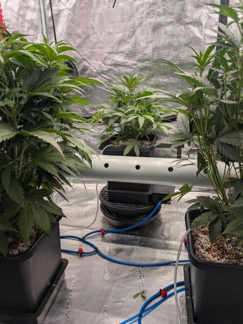 Kushberry Round 2. Week 4