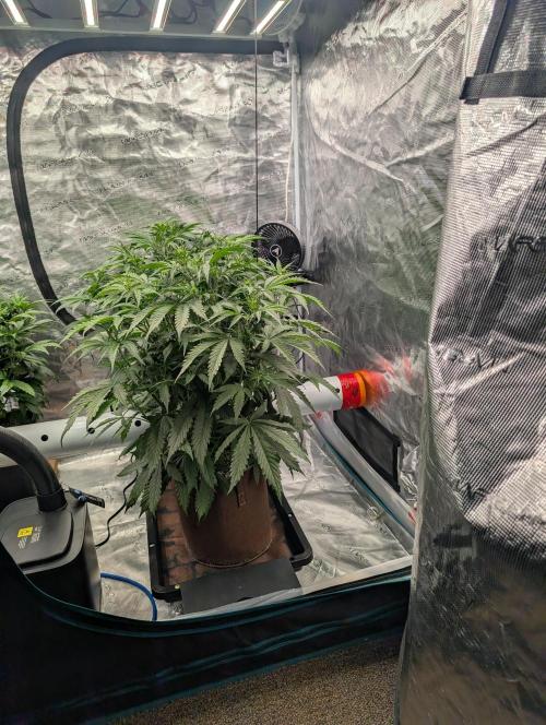 Luke's Going Down. Week 4