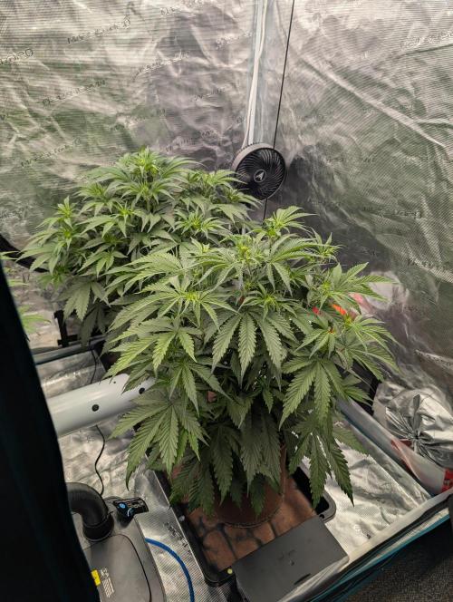 Luke's Going Down. Week 4