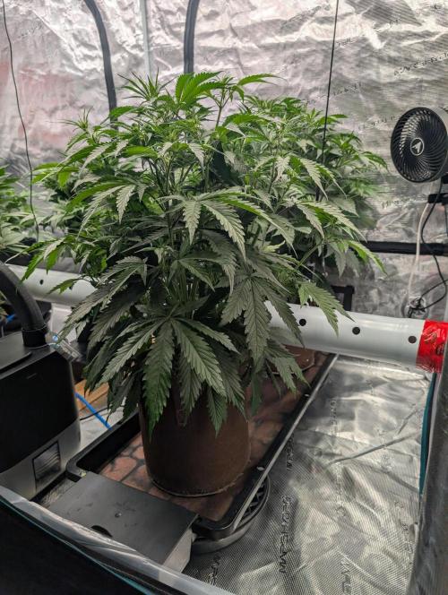 Luke's Going Down. Week 4