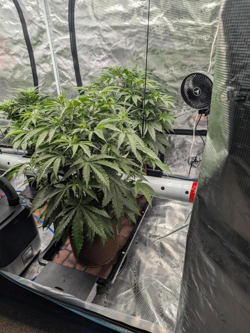 Luke's Going Down. Week 4