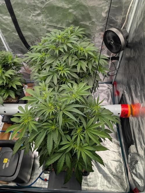 Luke's Going Down. Week 4