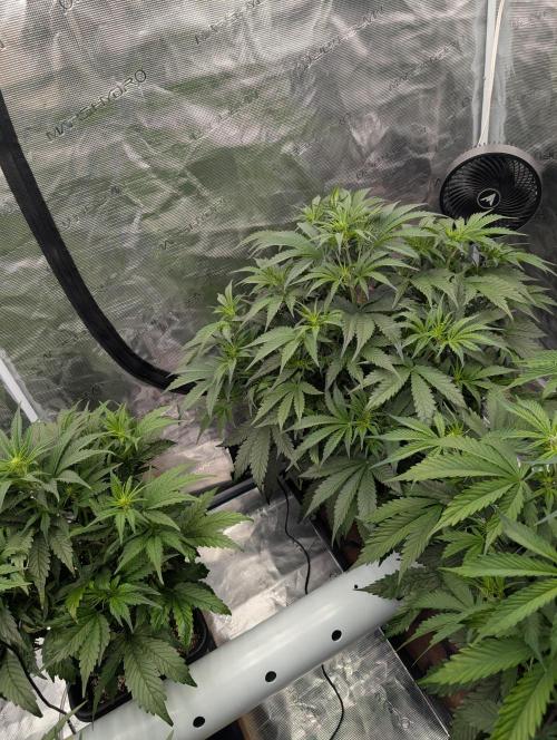 Luke's Going Down. Week 4