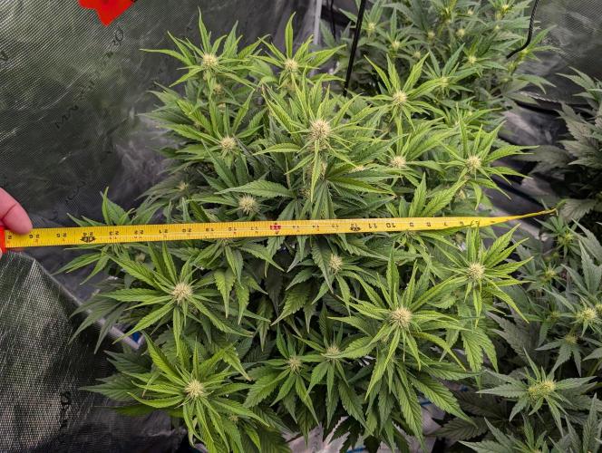 Blueberry Slime. Week 5