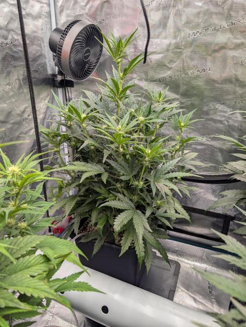 Kushberry Round 2. Week 5