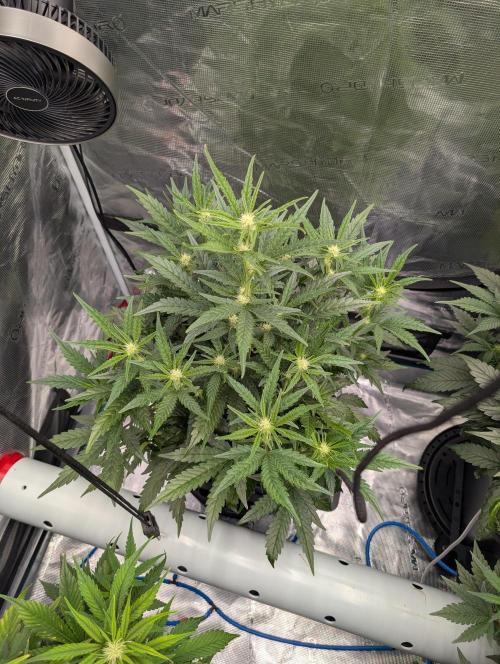 Kushberry Round 2. Week 5