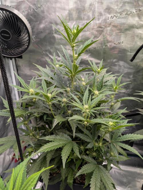 Kushberry Round 2. Week 5