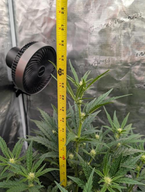 Kushberry Round 2. Week 5