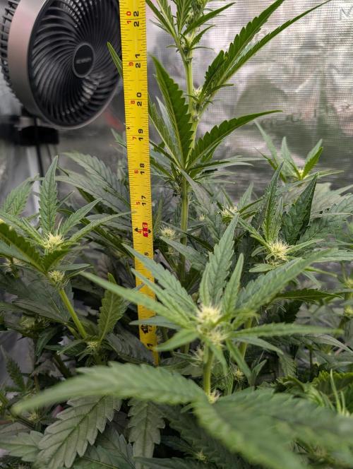 Kushberry Round 2. Week 5