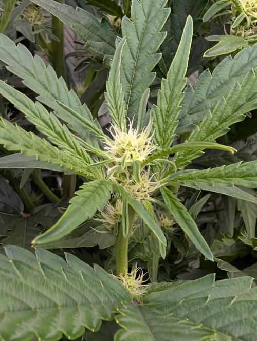 Kushberry Round 2. Week 5