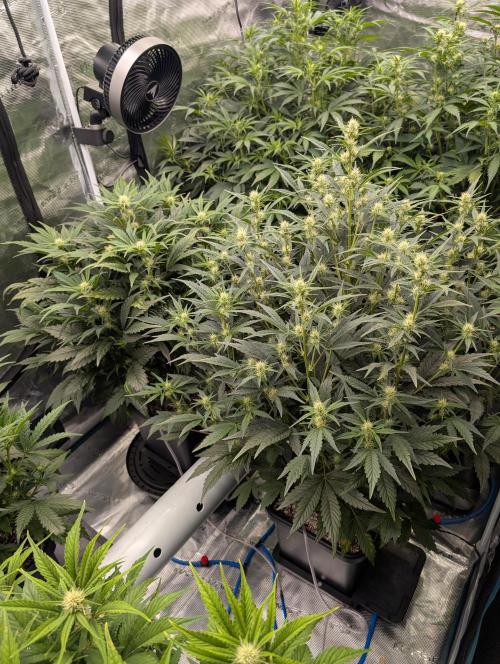 Tasty Blues. Week 5