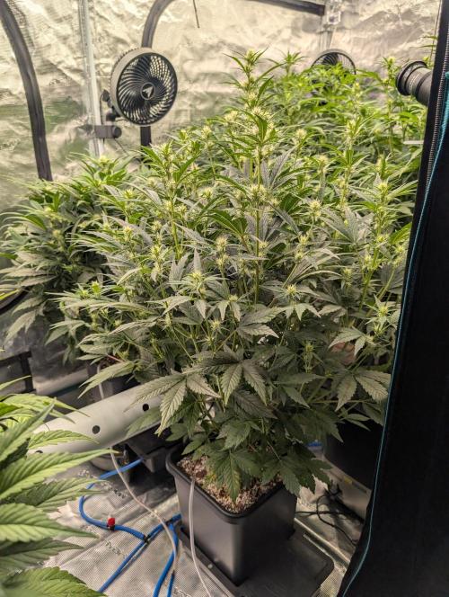 Tasty Blues. Week 5